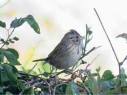 Lincoln's Sparrow